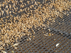 Perforated Screen for Grain Cleaning