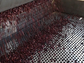 Perforated Screen for Seed sifting